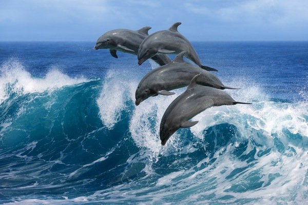 Daytona Beach Dolphin Tour